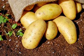 Papas